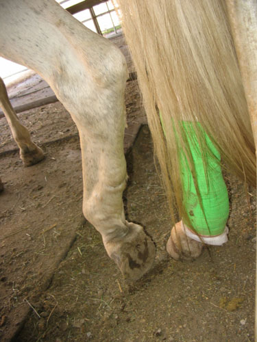 http://www.niceboots.org/~evergrey/horsestuff/Solomon1008/cocked.jpg