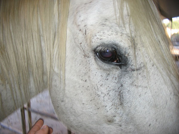 http://www.niceboots.org/~evergrey/horsestuff/Solomon1008/eyehealing.jpg