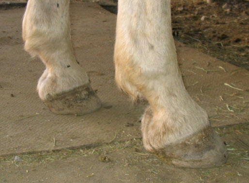 http://www.niceboots.org/~evergrey/horsestuff/Solomon1008/fronthooves2.jpg