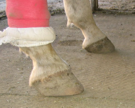 http://www.niceboots.org/~evergrey/horsestuff/Solomon1008/rearhooves.jpg