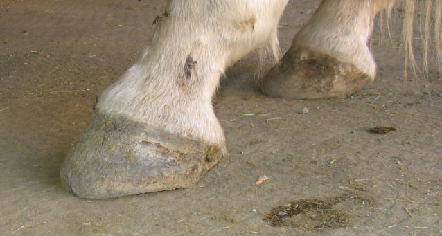 http://www.niceboots.org/~evergrey/horsestuff/Solomon1008/rearhooves2.jpg